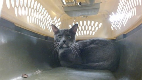 PURRBERRY - Domestic Medium Hair available for adoption