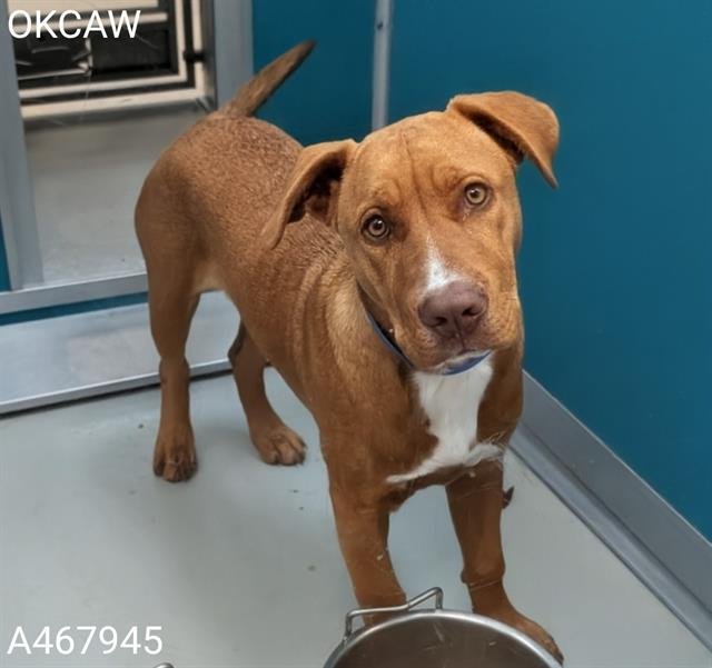 A467945 - American Pit Bull Terrier available for adoption