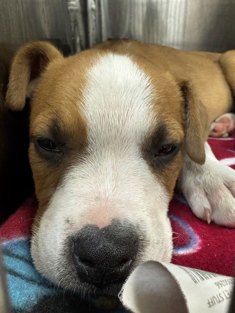 A468273 - American Pit Bull Terrier available for adoption