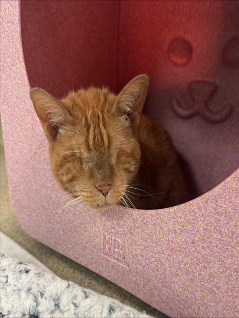 NALA - Domestic Short Hair available for adoption