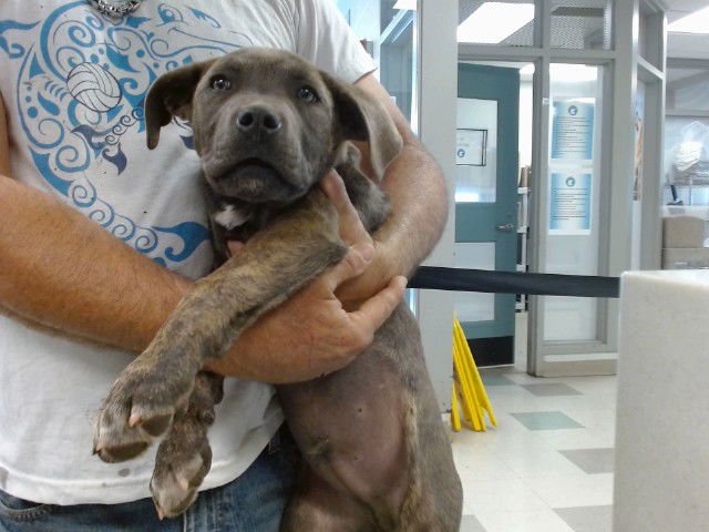 A468166 - Hound available for adoption