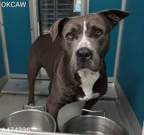 A474336 - Pit Bull Terrier available for adoption