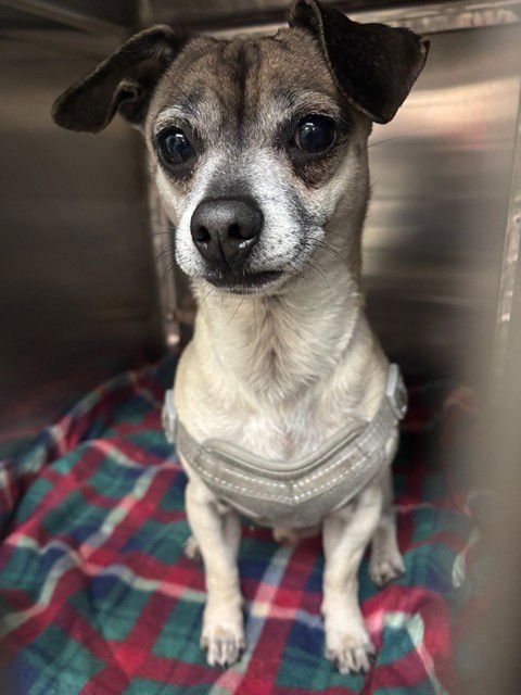 A468858 - Pug / Chihuahua available for adoption