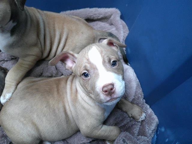 A469902 - American Pit Bull Terrier available for adoption