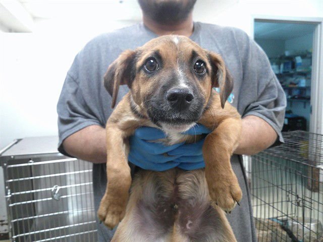 A469306 - German Shepherd Dog available for adoption