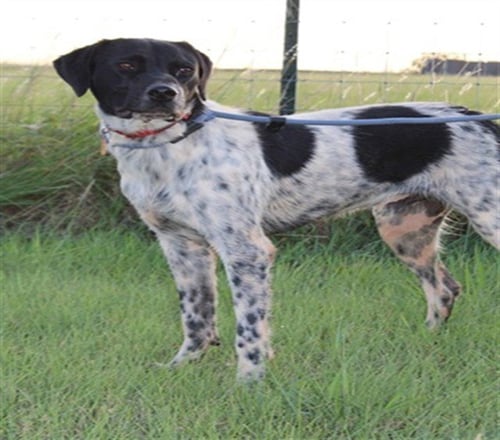 BENNY - Pointer available for adoption