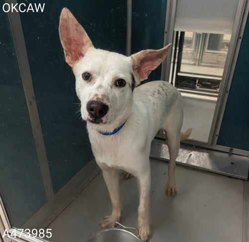 CHIP - Australian Cattle Dog/Blue Heeler available for adoption
