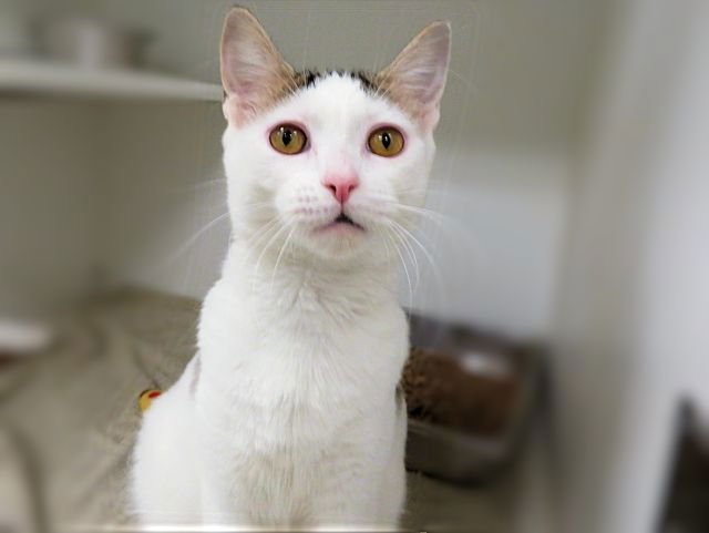 LUCY - Domestic Short Hair available for adoption