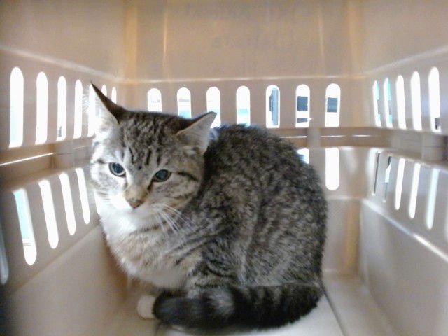 A468137 - Domestic Short Hair available for adoption