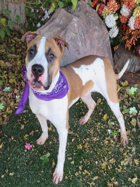 RICKY - Pit Bull Terrier available for adoption