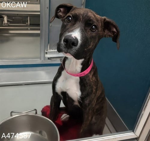 A474587 - Pit Bull Terrier available for adoption