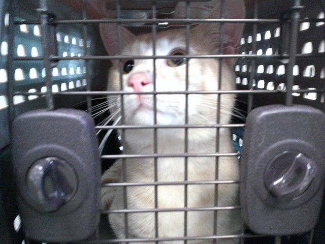 A469899 - Domestic Short Hair available for adoption