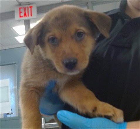 A479861 - Hound available for adoption