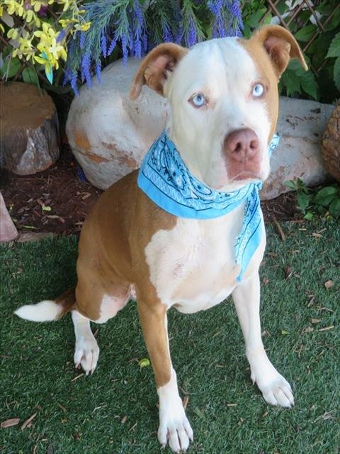 PEACH - Pit Bull Terrier available for adoption