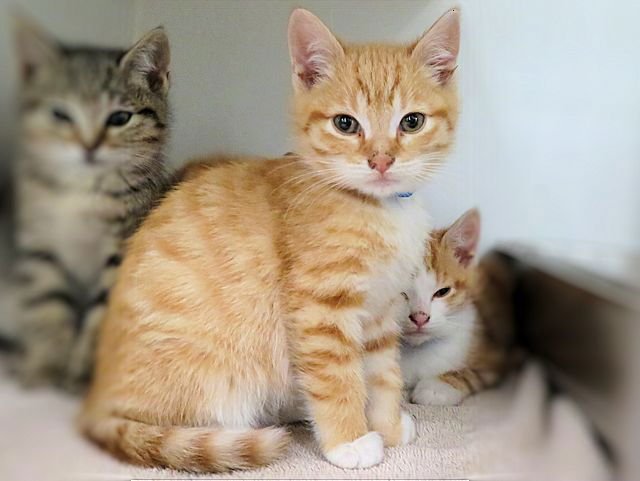 MITTENS - Domestic Short Hair available for adoption