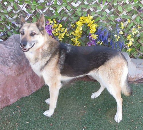 MORENA - German Shepherd Dog available for adoption
