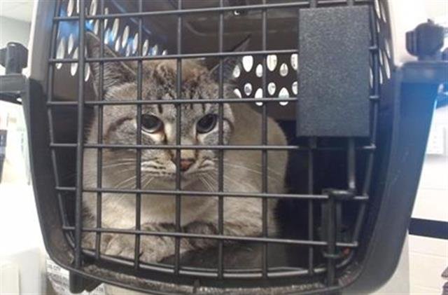 A468270 - Domestic Short Hair available for adoption