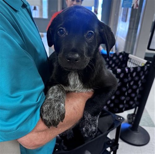 LIL BIT - Rottweiler available for adoption