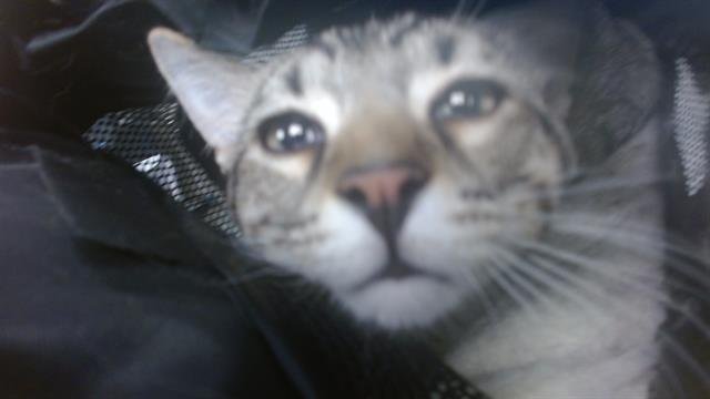 A468815 - Domestic Short Hair available for adoption