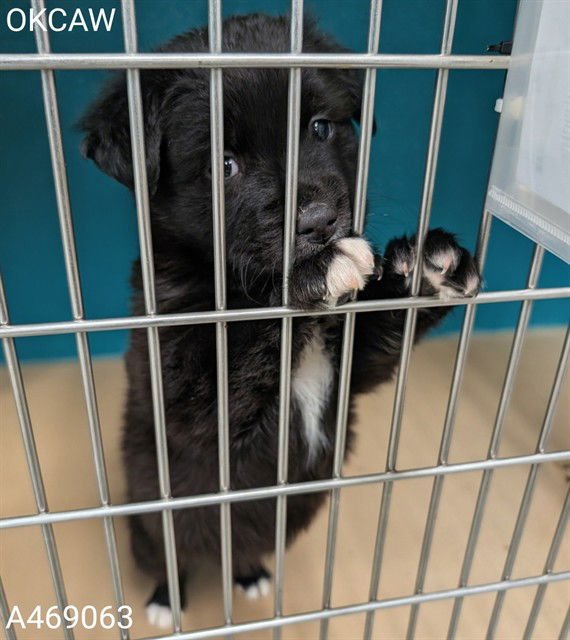 A469063 - Australian Shepherd available for adoption