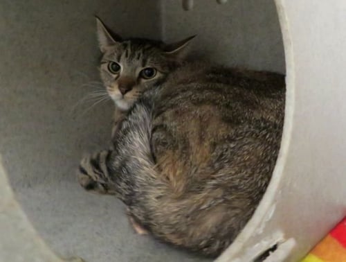 A473698 - Domestic Short Hair for adoption in Oklahoma City