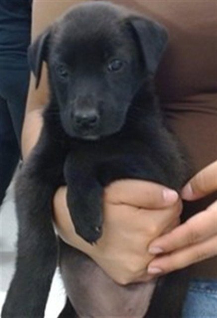 A474449 - Australian Shepherd available for adoption