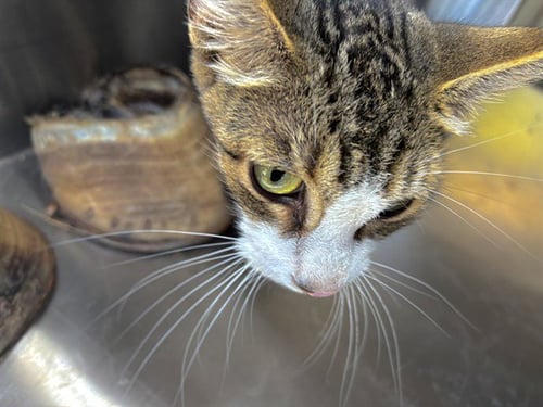A480272 - Domestic Short Hair for adoption in Norman