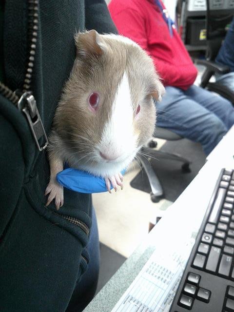 A469664 - Guinea Pig available for adoption