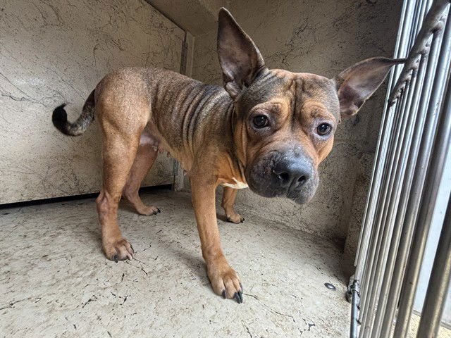 SPRITE - Pit Bull Terrier available for adoption