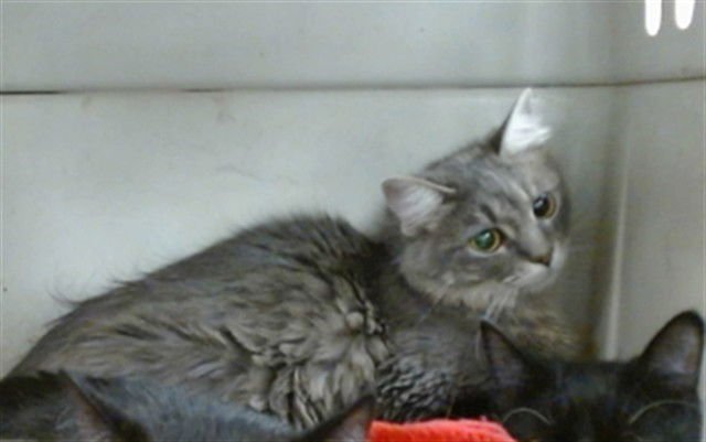 MONKEY - Domestic Medium Hair available for adoption