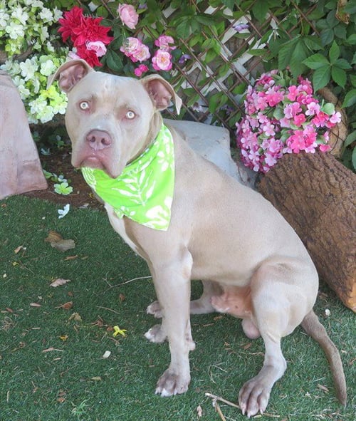 GRASSHOPPER - Staffordshire Bull Terrier available for adoption