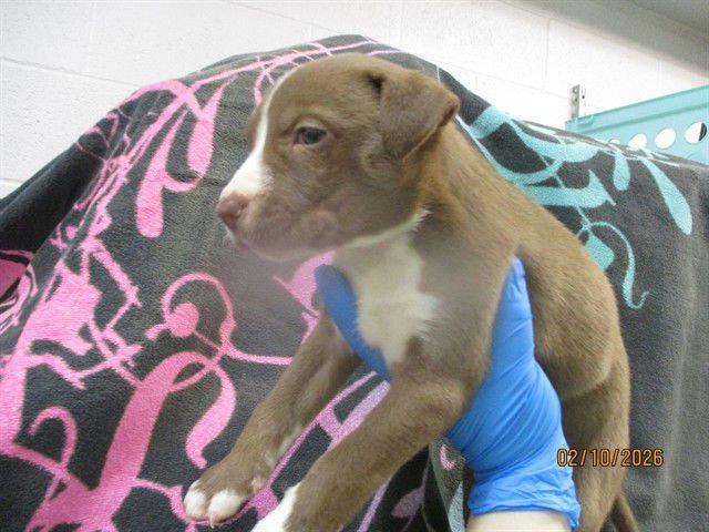 OATMEAL RAISIN - American Pit Bull Terrier / Siberian Husky available for adoption