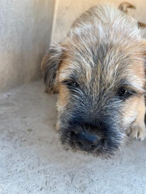 A468585 - Terrier available for adoption