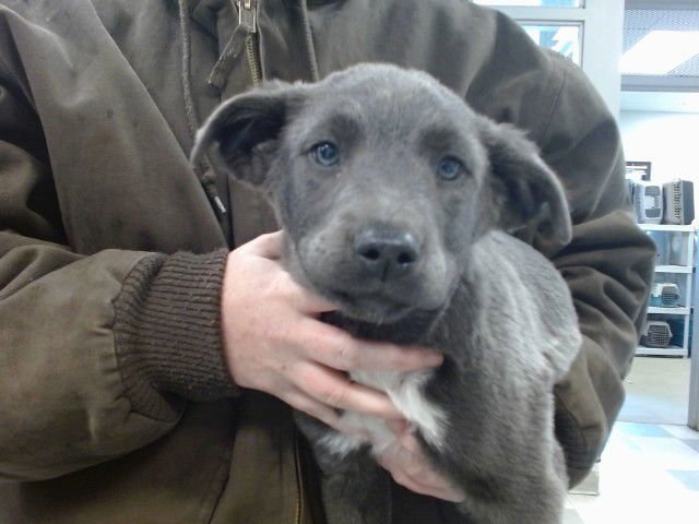 A469034 - German Shepherd Dog available for adoption