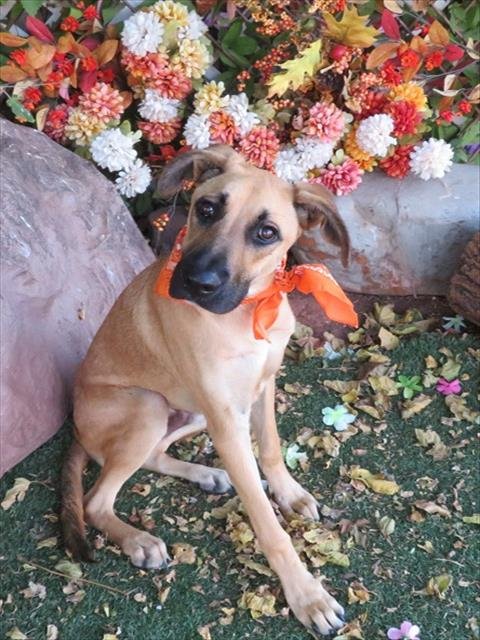 LANDON - German Shepherd Dog available for adoption