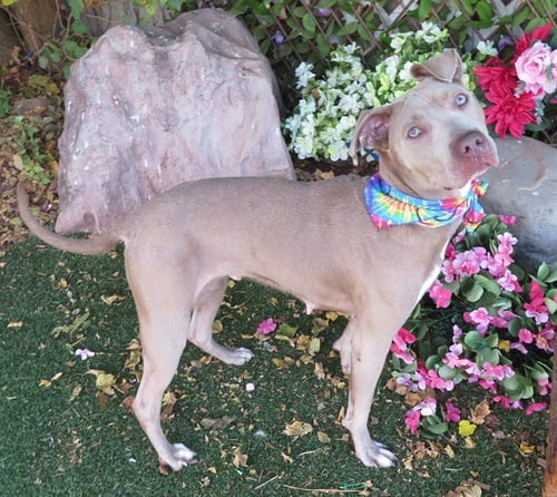 TWINKIE - American Staffordshire Terrier available for adoption
