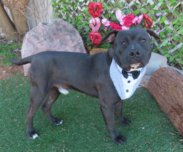 CASH - Pit Bull Terrier available for adoption