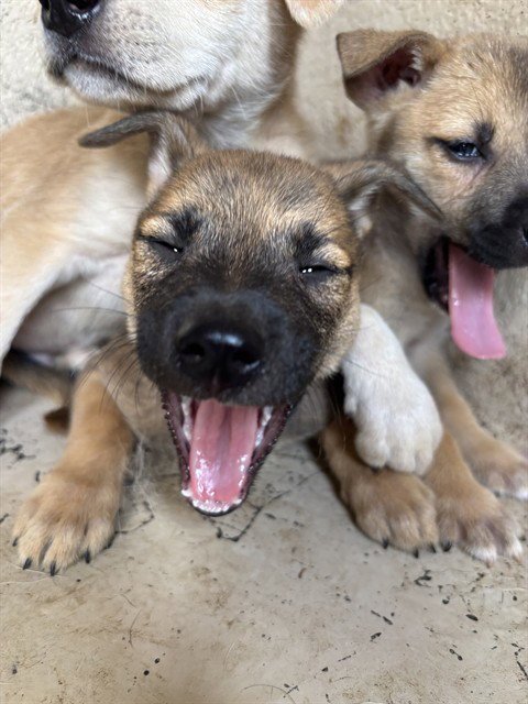 A478166 - Black Mouth Cur available for adoption