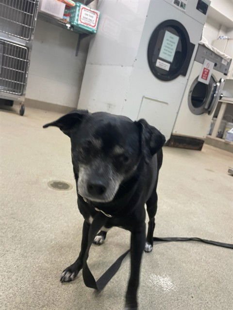 A468866 - Chihuahua available for adoption