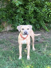 OLIVER - Photo 1