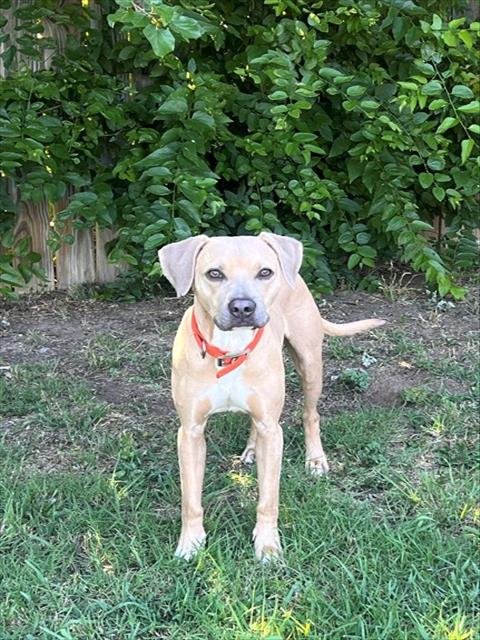 OLIVER - Black Mouth Cur available for adoption