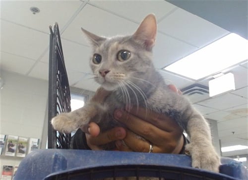 IVY - Domestic Short Hair for adoption in Oklahoma City