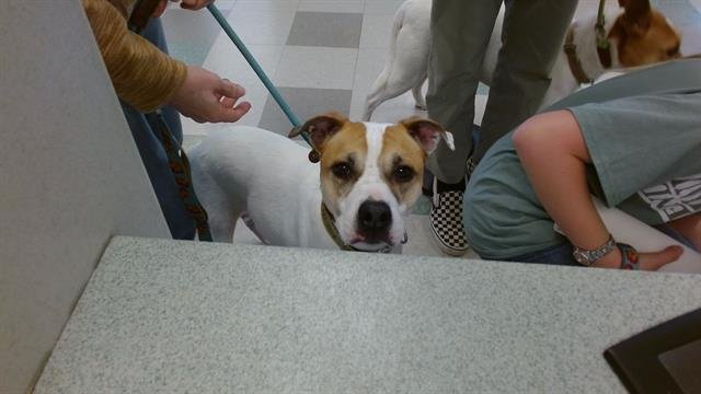 MABYL - American Pit Bull Terrier available for adoption