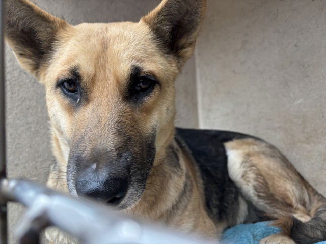 LUNA - German Shepherd Dog available for adoption