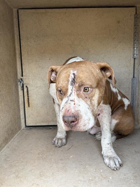 MR.DUKE - Pit Bull Terrier available for adoption