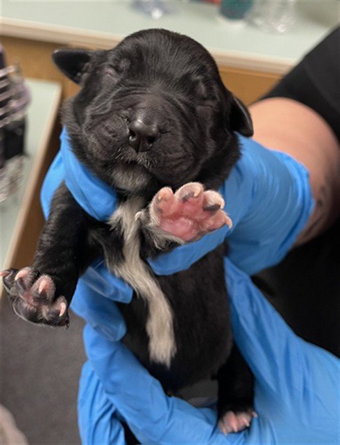 DAISY - Rottweiler for adoption in Oklahoma City