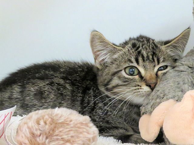 THOMAS - Domestic Short Hair available for adoption