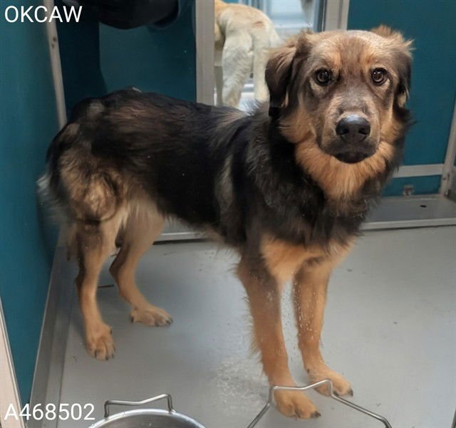 RANGER - German Shepherd Dog available for adoption