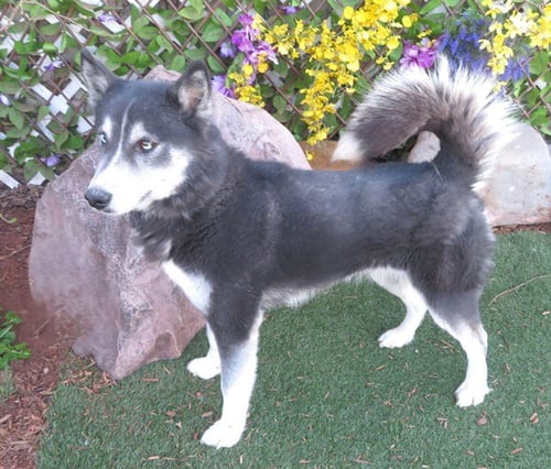 ZYA - Siberian Husky available for adoption