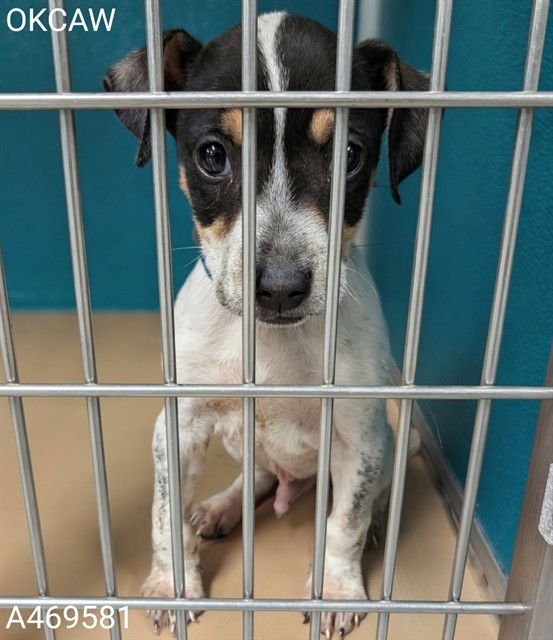 A469581 - Terrier / Australian Cattle Dog/Blue Heeler available for adoption